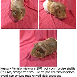 Thumbnail photo of Nessa #4