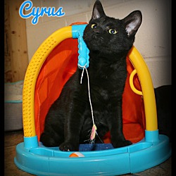 Thumbnail photo of Cyrus #1
