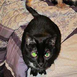 Photo of Chairman Meow