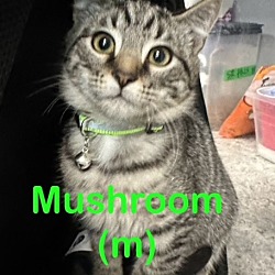 Photo of MUSHROOM Kitten