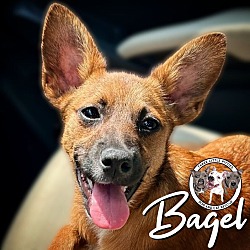 Photo of Bagel Lee Miss Personality