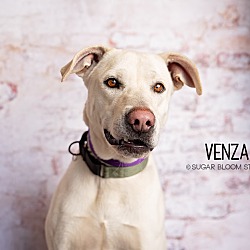 Photo of Venza