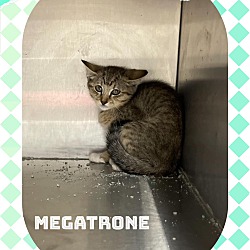 Photo of Megatrone
