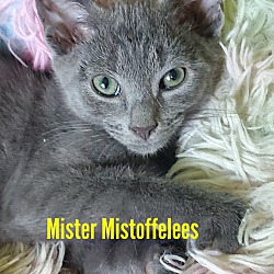 Photo of Mister Mistoffelees