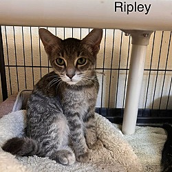 Thumbnail photo of Ripley #1