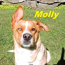 Thumbnail photo of Molly - URGENT Foster Needed! #1