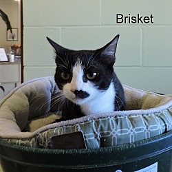 Thumbnail photo of Brisket #2