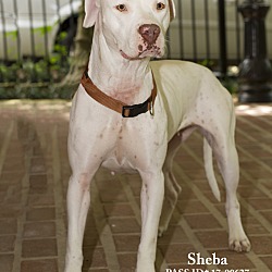 Thumbnail photo of Sheba #2