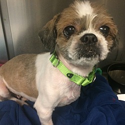 Oak Ridge, Nj - Shih Tzu. Meet Carla A Pet For Adoption - Adoptapet.com