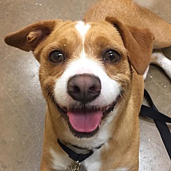 Humane Society Of Oldham County In Lagrange Kentucky