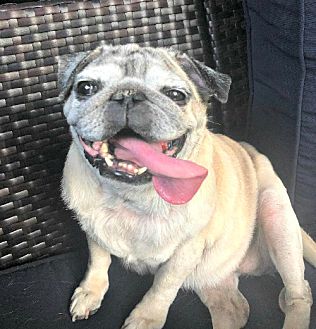 Petsmart hot sale pug rescue