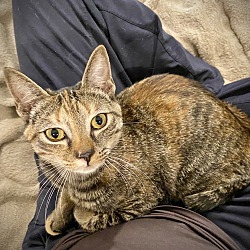 Thumbnail photo of Walnut lap kitten #2