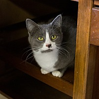 adopt a pet