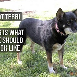 Thumbnail photo of Terri #4
