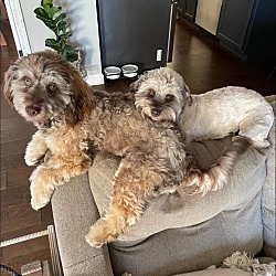 bonded pet photo