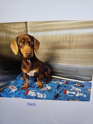 Dallas, TX - Dachshund. Meet Otto a Pet for Adoption - AdoptaPet.com