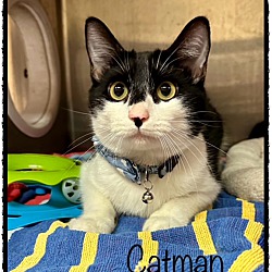 Thumbnail photo of CATMAN #1