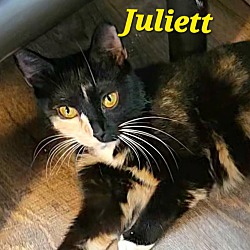 Thumbnail photo of Juliett #1