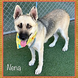 Thumbnail photo of NENA #4