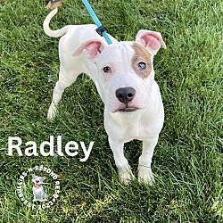 Thumbnail photo of Radley #2