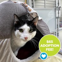 adopt a pet