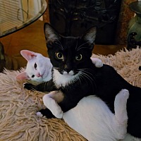 adopt a pet