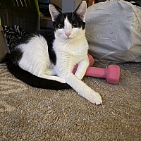 adopt a pet