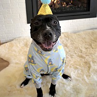 adopt a pet