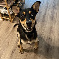 adopt a pet
