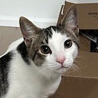adopt-pet
