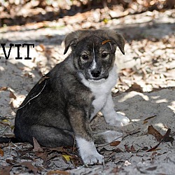 Thumbnail photo of Divit #1