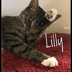 Thumbnail photo of Lilly the dog cat #1