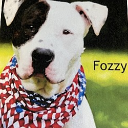 Photo of Fozzy