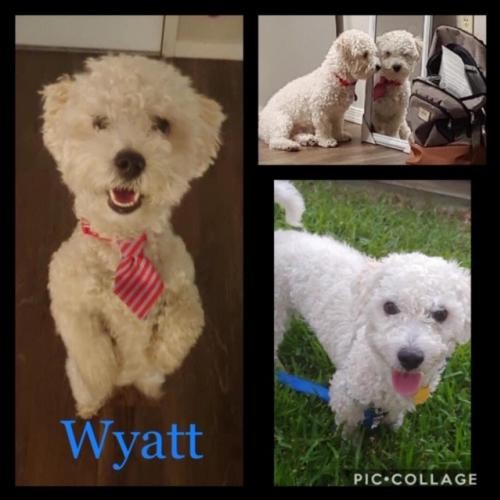 Adopt Wyatt a White Poodle (Miniature) / Mixed dog in Mesa ...