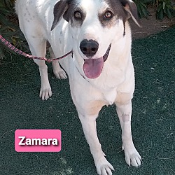 Thumbnail photo of Zamara #2
