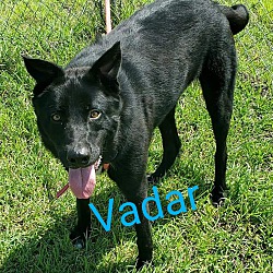 Thumbnail photo of Vadar #4