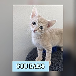 Photo of Squeaks