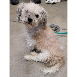 Adorable toys Teacup Yorkie and poodle for adoption or rehome