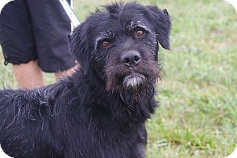 airedale terrier black lab mix