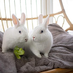 Thumbnail photo of Rabbit DeNiro and Hopson #3