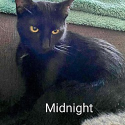 Thumbnail photo of Midnight #3