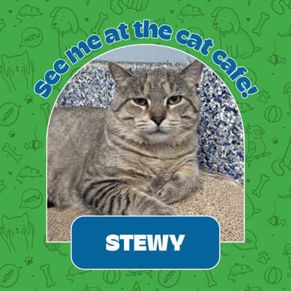 Photo of Stewy