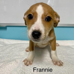 Photo of Frannie