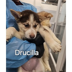 Photo of Drucilla
