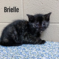 Photo of Brielle