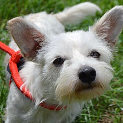 Thumbnail photo of Ringo/ADOPTED #4