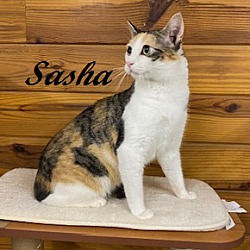 Thumbnail photo of Sasha #3