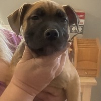 adopt-pet