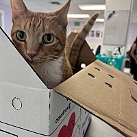 adopt a pet
