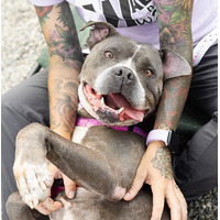 adopt a pet